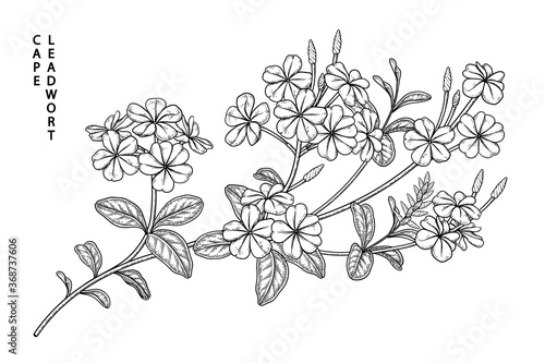 Sketch Floral decorative set. Plumbago auriculata  Cape Leadwort  flower drawings. Black line art isolated on white backgrounds. Hand Drawn Botanical Illustrations. Elements vector.