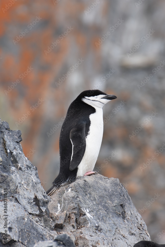 Fototapeta premium Chinstrap penguin at Half Moon Island, Antarctica