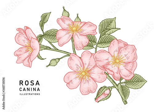 Sketch Floral decorative set. Pink Dog rose (Rosa canina) flower drawings. Vintage line art isolated on white backgrounds. Hand Drawn Botanical Illustrations. Elements vector.