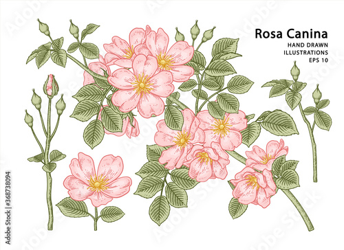 Sketch Floral decorative set. Pink Dog rose (Rosa canina) flower drawings. Vintage line art isolated on white backgrounds. Hand Drawn Botanical Illustrations. Elements vector.
