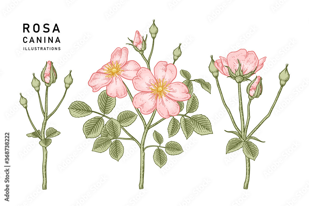 Sketch Floral decorative set. Pink Dog rose (Rosa canina) flower drawings. Vintage line art isolated on white backgrounds. Hand Drawn Botanical Illustrations. Elements vector. Sketch Floral decorative set. Pink Dog rose (Rosa canina) flower drawings. Vintage line art isolated on white backgrounds. Hand Drawn Botanical Illustrations. Elements vector.