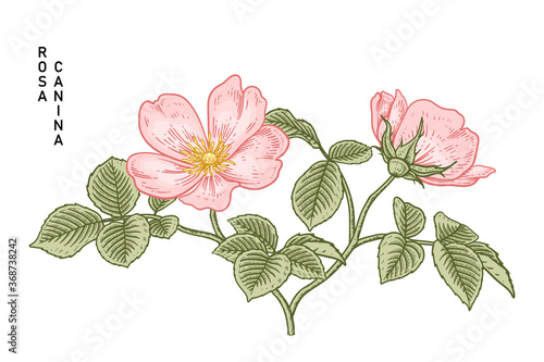 Photos Sketch Floral decorative set
