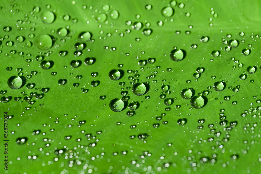 water drops on green leaf / closeup select focus and abstract  background
