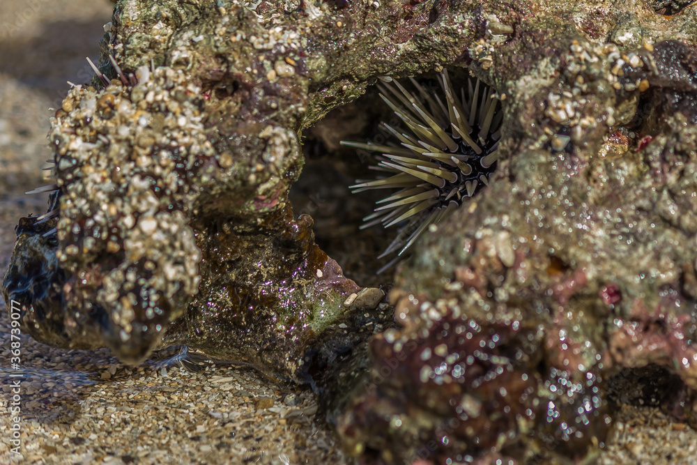 Sea urchin hid in coral in the surf. Sea urchins are members of the