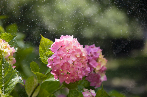 Large pink blooming hydrangea in drops of water under an automatic watering system. Water dust in the air needs hydrangea (macrophyllum). Beautiful bokeh. Selective focus. Lush flowering hortensia.