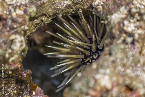 Sea urchin hid in coral in the surf. Sea urchins are members of the phylum Echinodermata, which also includes sea stars, sea cucumbers, brittle stars, and crinoids.