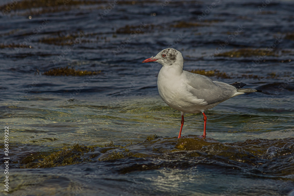The black-headed gull (Chroicocephalus ridibundus) is a small gull that breeds in much of the Palearctic including Europe and also in coastal eastern Canada. Shot on the Black sea (Crimea). The black-headed gull (Chroicocephalus ridibundus) is a small gull that breeds in much of the Palearctic including Europe and also in coastal eastern Canada. Shot on the Black sea (Crimea).