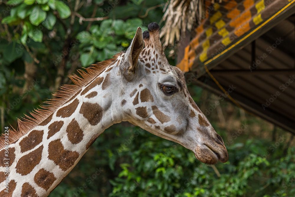 The Angolan giraffe (Giraffa giraffa angolensis), also known as the Namibian giraffe, is a subspecies of giraffe that is found in northern Namibia, south-western Zambia, Botswana and Zimbabwe. The Angolan giraffe (Giraffa giraffa angolensis), also known as the Namibian giraffe, is a subspecies of giraffe that is found in northern Namibia, south-western Zambia, Botswana and Zimbabwe.