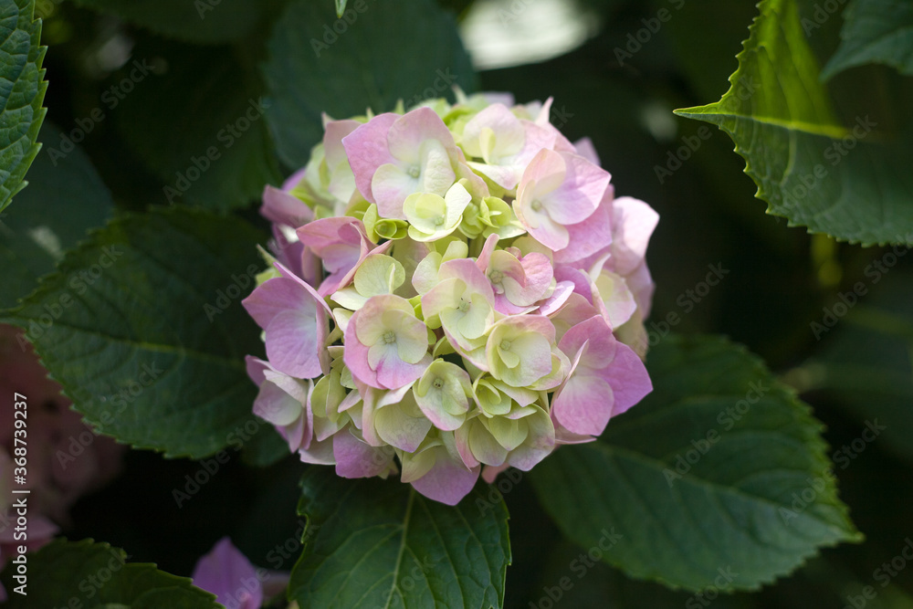 Blooming hydrangea close-up. Selective focus. Lush flowering hortensia. Pink violet purple lilac mixed colors hydrangea in bloom. 
Beautiful large hydrangea (macrophyllus) flower background