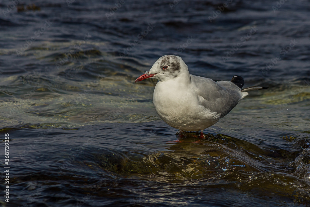 Fototapeta premium The black-headed gull (Chroicocephalus ridibundus) is a small gull that breeds in much of the Palearctic including Europe and also in coastal eastern Canada. Shot on the Black sea (Crimea).