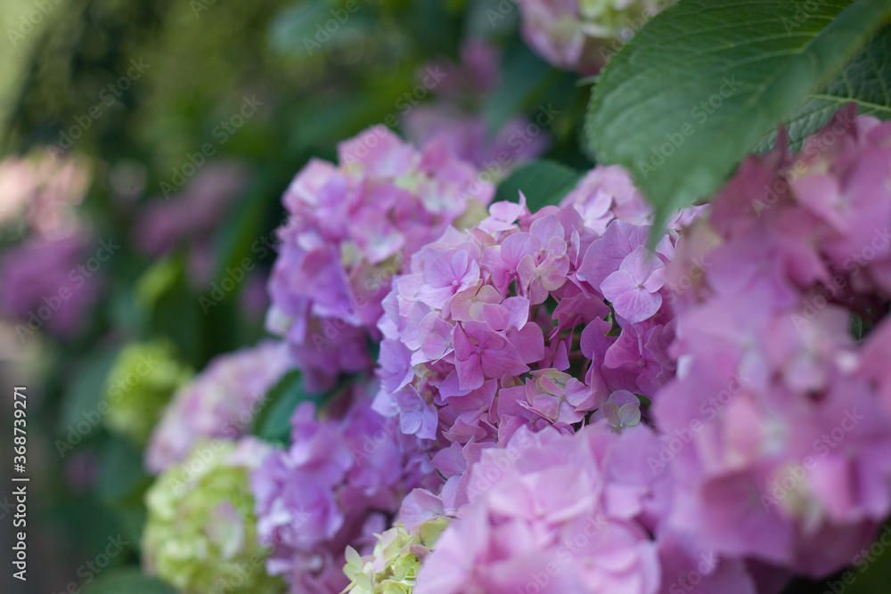 Blooming hydrangea close-up. Selective focus. Lush flowering hortensia. Blue pink violet purple lilac mixed colors hydrangea in bloom. Beautiful large hydrangea (macrophyllus) flower background Blooming hydrangea close-up. Selective focus. Lush flowering hortensia. Blue pink violet purple lilac mixed colors hydrangea in bloom. Beautiful large hydrangea (macrophyllus) flower background