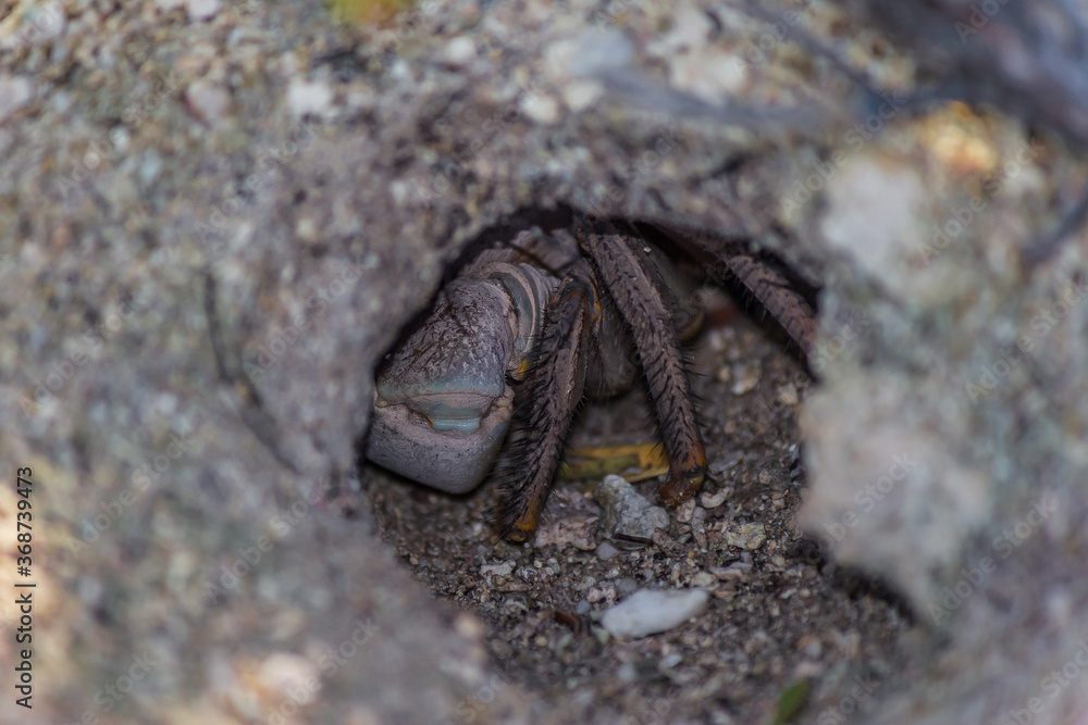 Land crab (Cardisoma carnifex) hid in its sand hole. It is a species of terrestrial crab found in coastal regions from Africa to Polynesia. They live in burrows.