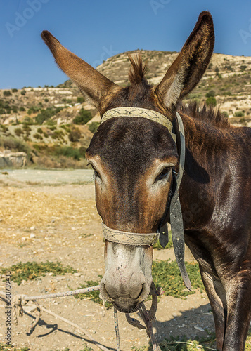 The donkey or ass (Equus africanus asinus) is a domesticated member of the horse family, Equidae. The wild ancestor of the donkey is the African wild ass, E. africanus.