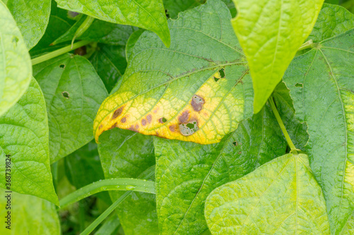 Fotografie Damaged bean (Phaseolus) leaf