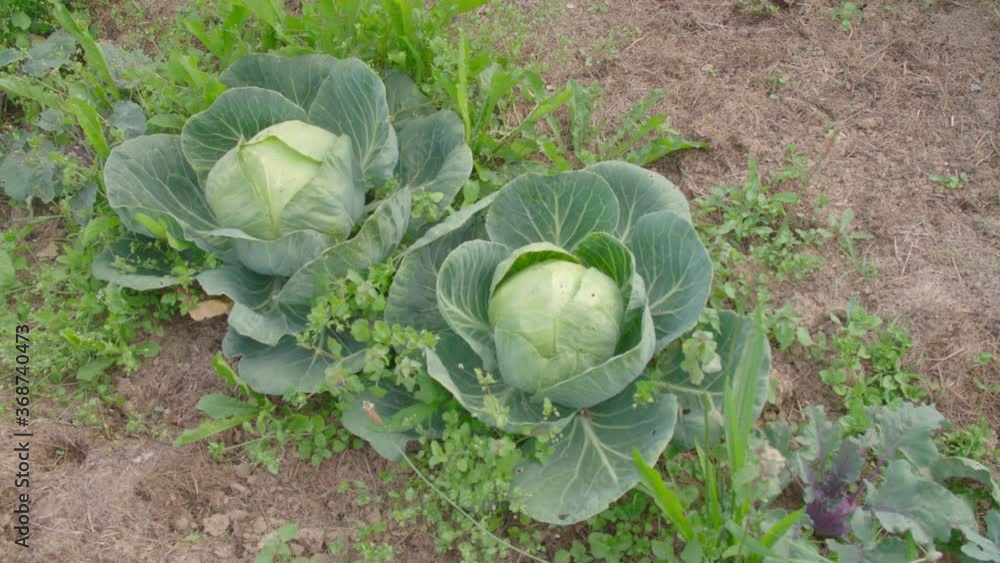 white cabbage in organic garden white cabbage in organic garden