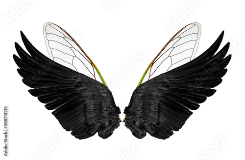 wings on a white,isolated