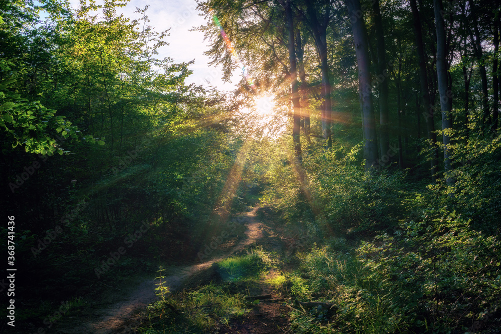 Fototapeta premium A sunset on a small idyllic forest path