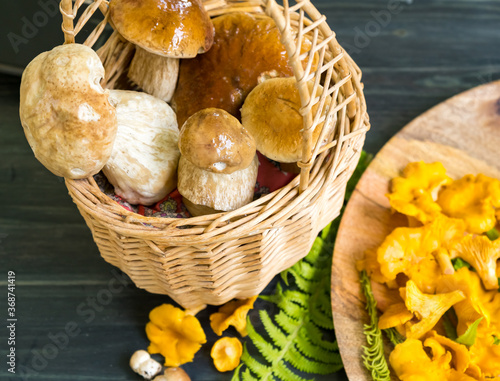 Forest wild porcini mushrooms in a basket and chanterelles and on a cutting board on a gray table