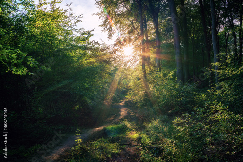 Fototapeta Naklejka Na Ścianę i Meble -  A sunset on a small idyllic forest path