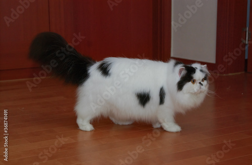 Wallpaper Mural Persian Cat Torontodigital.ca