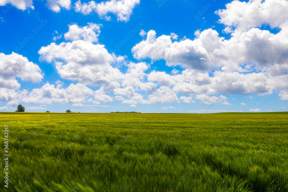 green field and blue sky