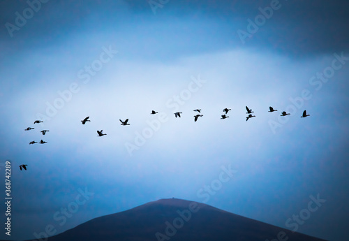 birds in the sky - geese © Jan Erik H