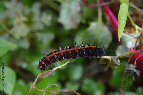 ツマグロヒョウモン蝶の幼虫　毛虫