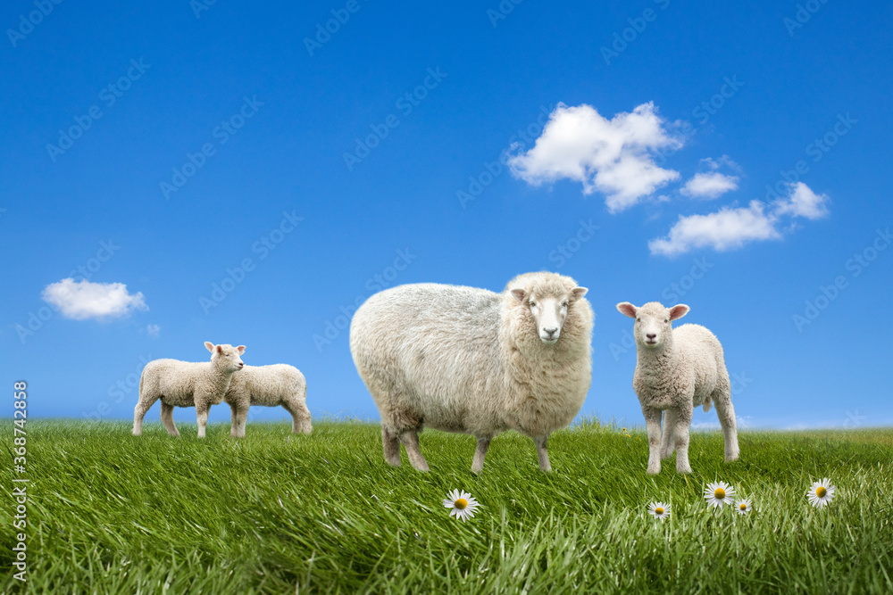 Sheep and lambs grazing on green field Sheep and lambs grazing on green field