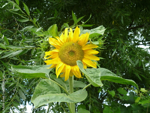sunflower in the garden