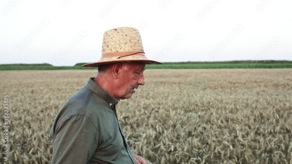 Senior farmer with hat walking in wheat field. Senior farmer with hat walking in wheat field.