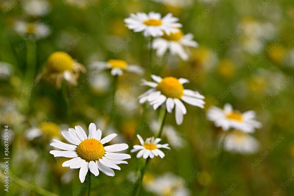 Beautiful flowers - daisies. Summer nature background with flowers. Beautiful flowers - daisies. Summer nature background with flowers.