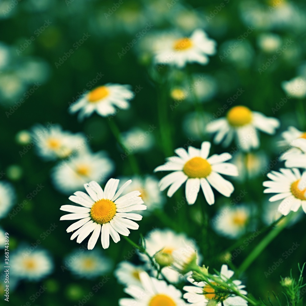 Beautiful flowers - daisies. Summer nature background with flowers. Beautiful flowers - daisies. Summer nature background with flowers.