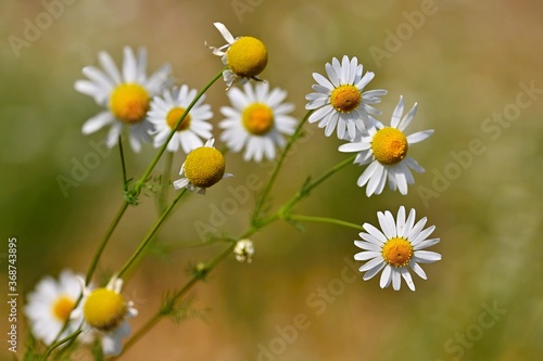 Beautiful flowers - daisies. Summer nature background with flowers.