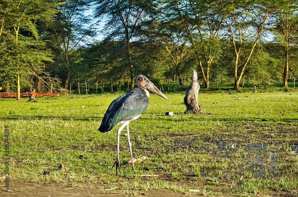 Fototapeta premium Wildlife of Africa. A large lonely marabou walks on a green lawn. Huge beak, long legs, black and white plumage, bald head. Background - umbrella acacia, blue sky. Kenya.