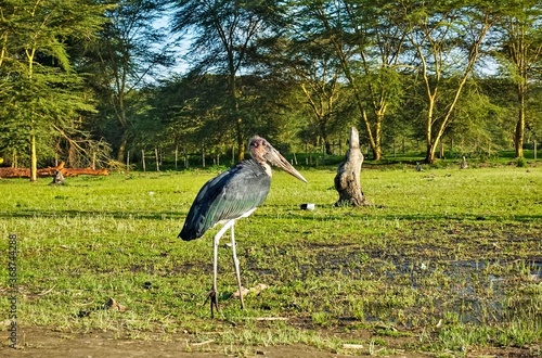 Wildlife of Africa. A large lonely marabou walks on a green lawn. Huge beak, long legs, black and white plumage, bald head. Background - umbrella acacia, blue sky. Kenya.