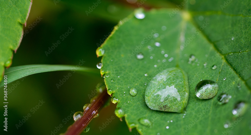 Fototapeta premium Regentropfen auf Blatt