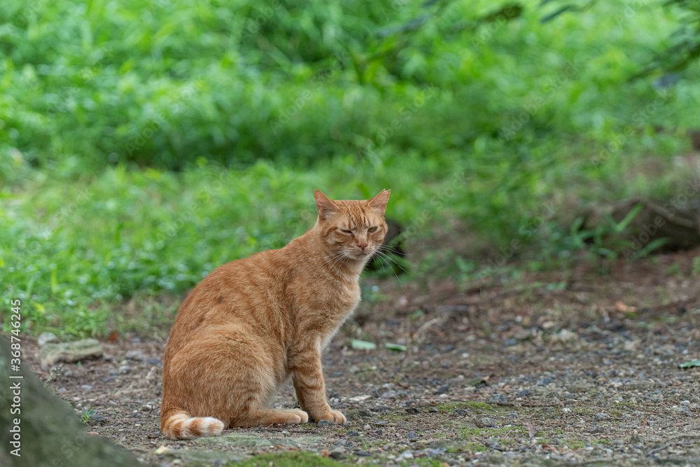 座る茶トラ猫 座る茶トラ猫