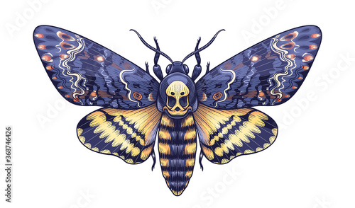 Vector Colored Acherontia Styx Butterfly Isolated on Blank Background.