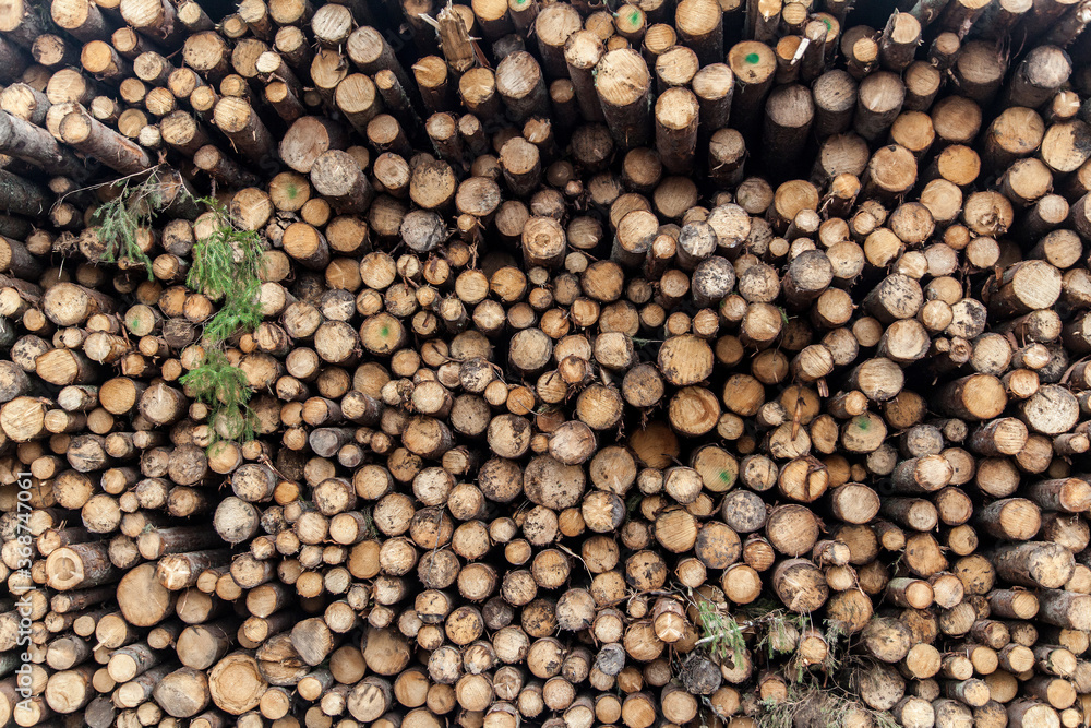 Pile of birch logs texture background