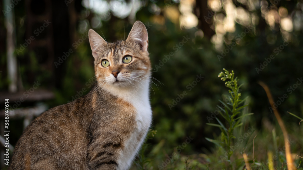 A beautiful homeless cat walks in nature, in the countryside, on the grass. Sunny day, a cat in the shade under a tree. Close-up, blurred bokeh background. A beautiful homeless cat walks in nature, in the countryside, on the grass. Sunny day, a cat in the shade under a tree. Close-up, blurred bokeh background.