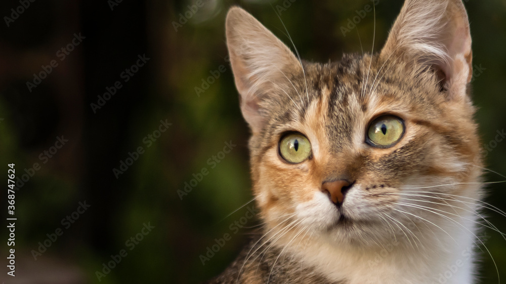 A beautiful homeless cat walks in nature, in the countryside, on the grass. Sunny day, a cat in the shade under a tree. Close-up, blurred bokeh background.