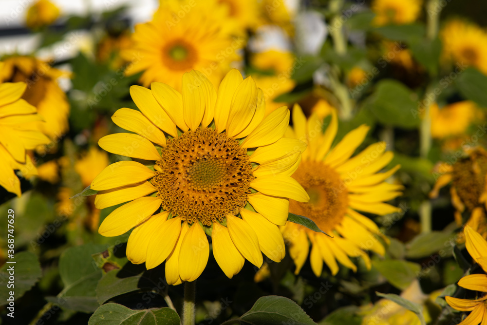 Sunflower petals from a field, focus on a flower in the foreground Sunflower petals from a field, focus on a flower in the foreground
