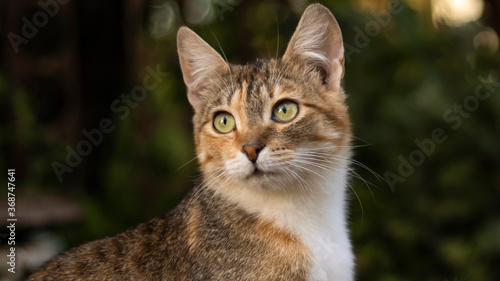A beautiful homeless cat walks in nature  in the countryside  on the grass. Sunny day  a cat in the shade under a tree. Close-up  blurred bokeh background.