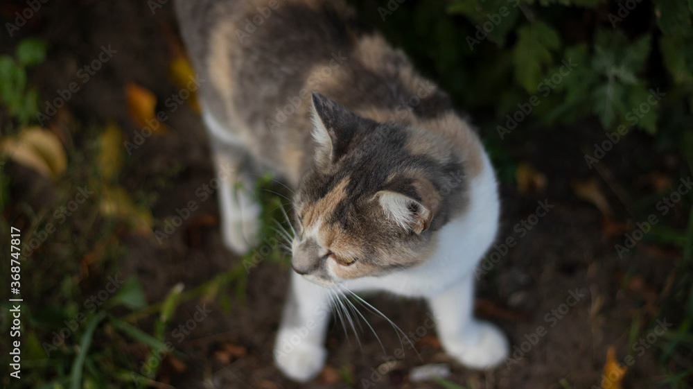A beautiful homeless cat walks in nature, in the countryside, on the grass. Sunny day, a cat in the shade under a tree. Close-up, blurred bokeh background. A beautiful homeless cat walks in nature, in the countryside, on the grass. Sunny day, a cat in the shade under a tree. Close-up, blurred bokeh background.