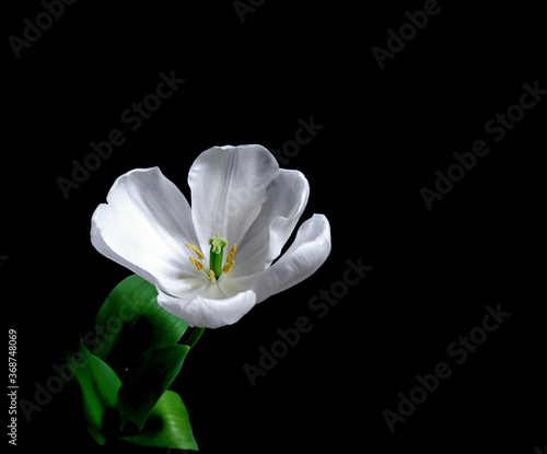 Fototapeta Naklejka Na Ścianę i Meble -  white tulip on black background