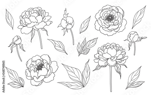 Contoured Simple Peony Flowers, Buds and Leaves Set