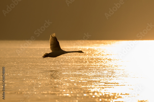 Samotny łabędź Cygnus olor o zachodzie słońca