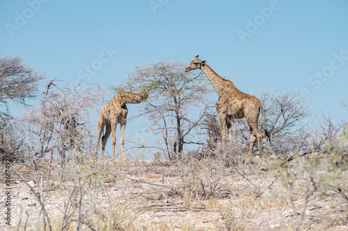 Photography wild giraffes eating