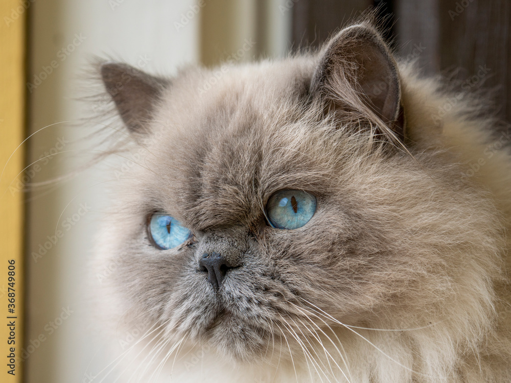 Lovely adult Ragdoll Cat with curious Blue Eyes and fluffy white fur Looking at the camera with tilted head.