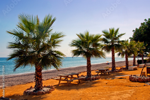 Palm trees Playa del Penoncillo Torrox Costa del Sol Andalusia Spain photo